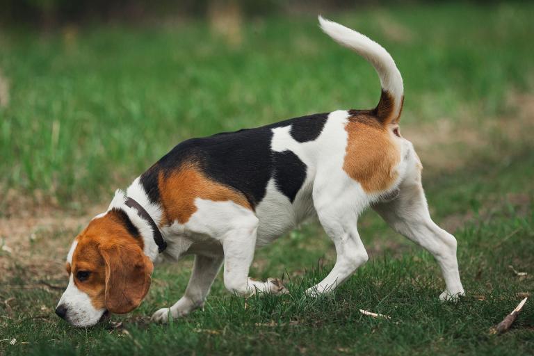 What Does Piebald Mean In Dogs